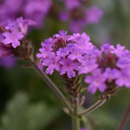 Picture of Verbena - Rigida Santos